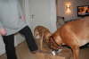 Besg hos Aslan 210112 053