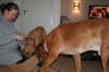 Besg hos Aslan 210112 058