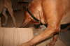 Besg hos Aslan 210112 063