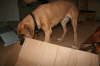Besg hos Aslan 210112 064