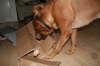 Besg hos Aslan 210112 065