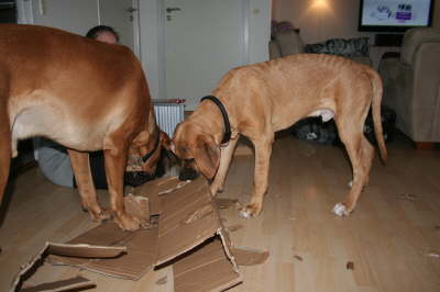 Besg hos Aslan 210112 066
