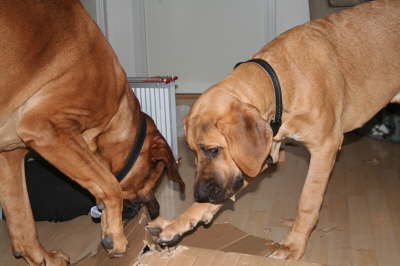 Besg hos Aslan 210112 067