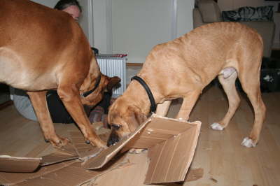 Besg hos Aslan 210112 068