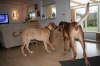 Besg hos Aslan 210112 069