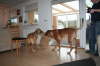 Besg hos Aslan 210112 070