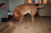 Besg hos Aslan 210112 072