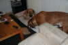 Besg hos Aslan 210112 075