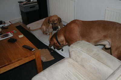 Besg hos Aslan 210112 075