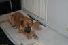 Besg hos Aslan 210112 077
