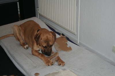 Besg hos Aslan 210112 077