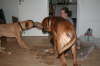 Besg hos Aslan 210112 079