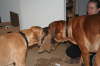 Besg hos Aslan 210112 080