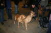 Fredericia 2012 003