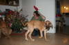 Humle og Aslan 032