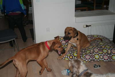 Humle og Smilla 026
