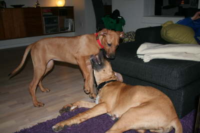 Humle og Smilla 049