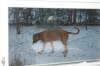 Humles frste sne 001