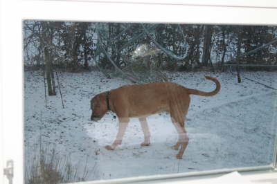 Humles frste sne 001