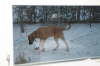 Humles frste sne 002