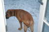 Humles frste sne 004