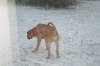 Humles frste sne 006