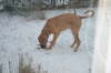 Humles frste sne 007