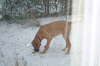 Humles frste sne 008