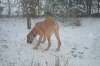 Humles frste sne 009