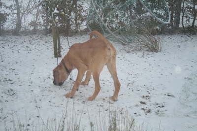 Humles frste sne 009