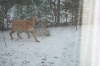 Humles frste sne 010