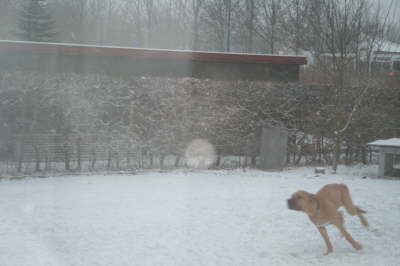 Humles frste sne 011