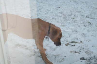 Humles frste sne 012