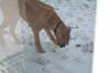 Humles frste sne 013