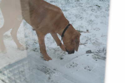 Humles frste sne 013