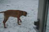 Humles frste sne 014