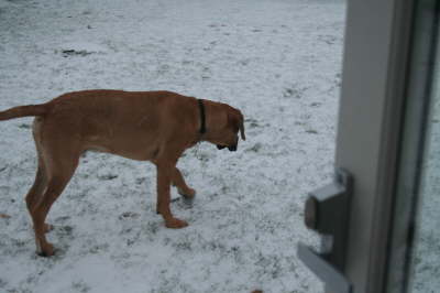Humles frste sne 014
