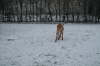Humles frste sne 015