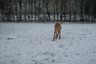 Humles frste sne 015