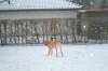 Humles frste sne 016