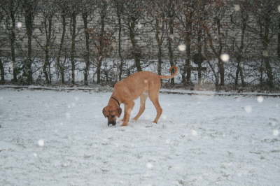 Humles frste sne 018