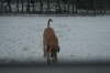 Humles frste sne 019