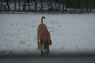 Humles frste sne 019
