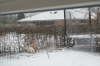 Humles frste sne 020