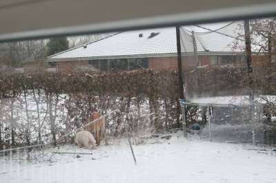Humles frste sne 020