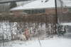 Humles frste sne 021