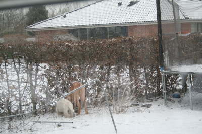 Humles frste sne 021
