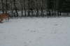 Humles frste sne 023