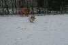 Humles frste sne 024