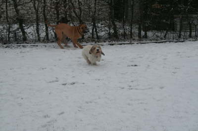 Humles frste sne 024